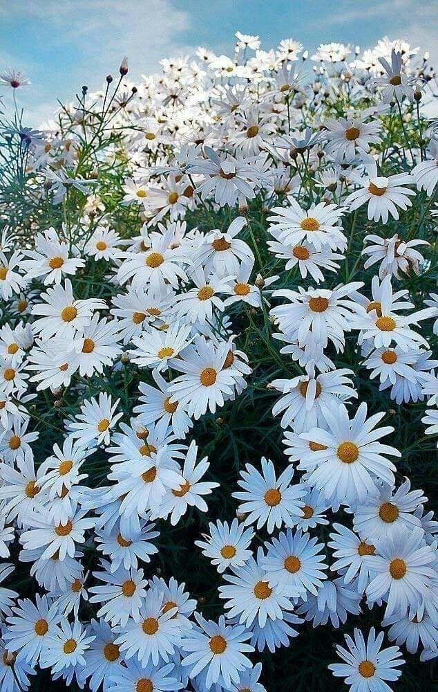Whispers of the Meadow: Serenity Blend